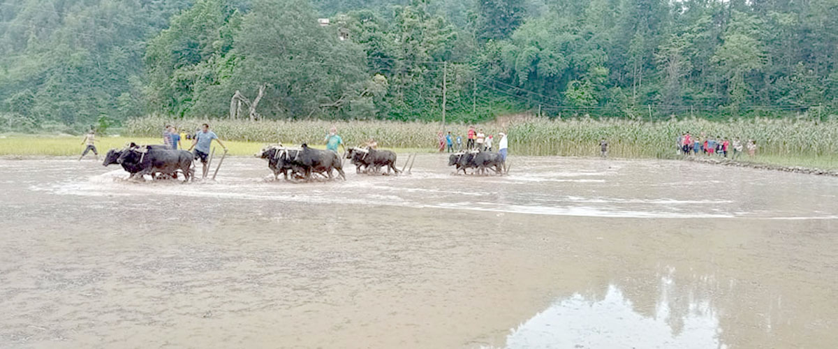हराउँदैछ असारे मौलिकता र परम्परा